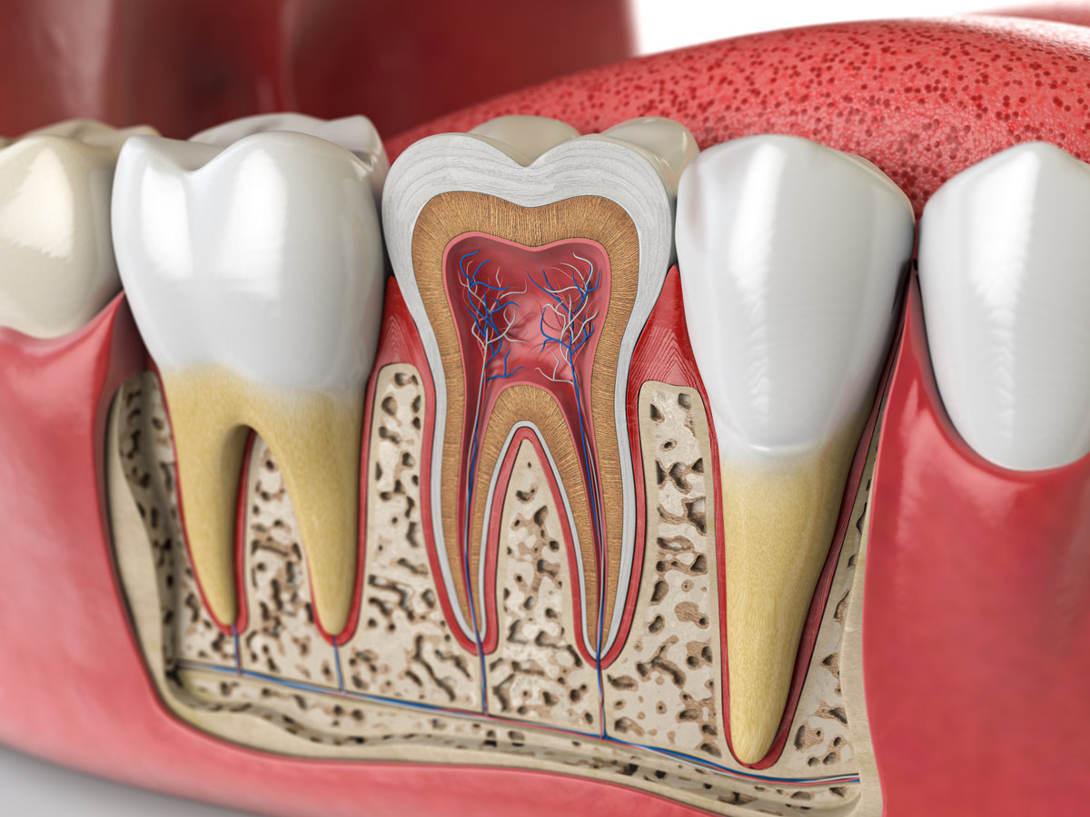 Human teeth anatomy. Cross section of human tooth. 3d illustration